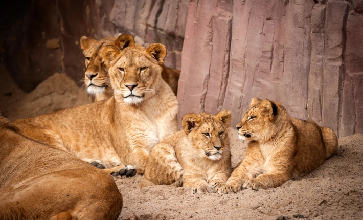 ZOO Antwerpen